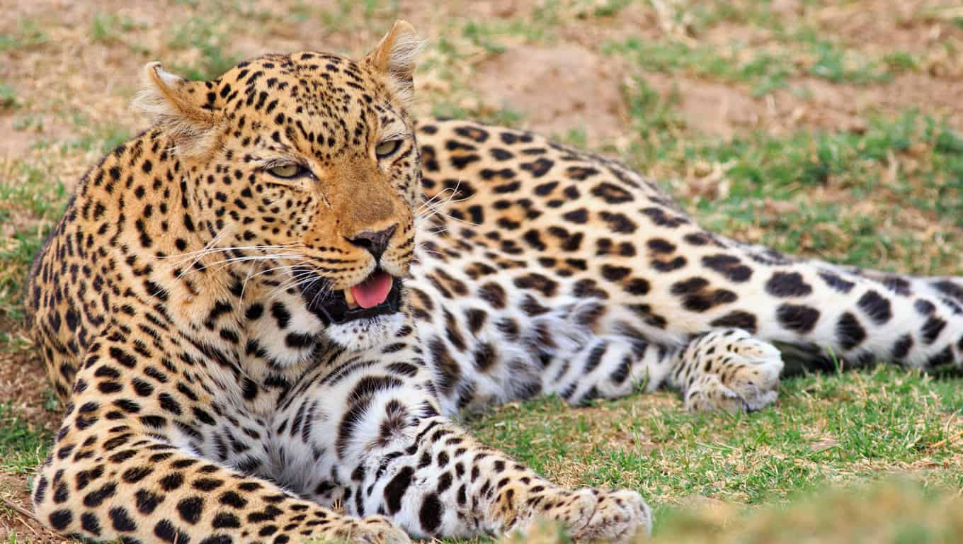 Leopard In South Luangwa National Park, Zambia